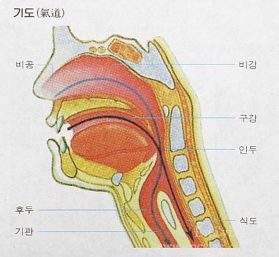 윤상인두근육