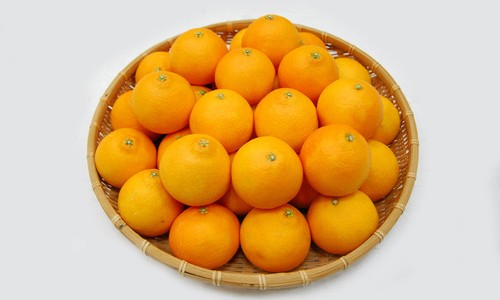더과일상회 이미지