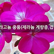 브니엘농원 이미지