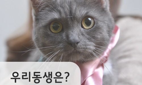 사회적협동조합반려동물 이미지