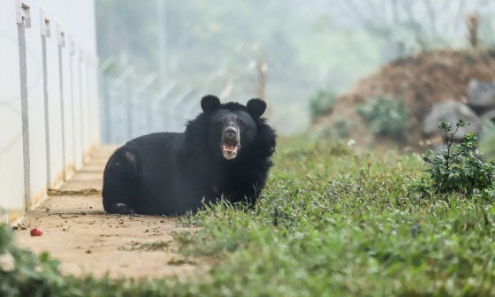 곰발바닥 이미지