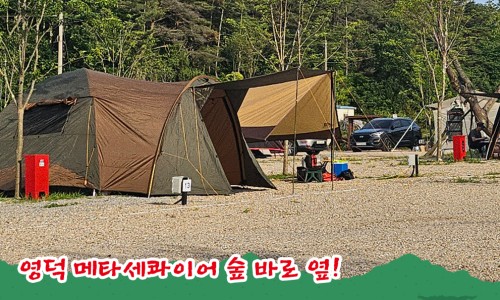 메타쉐콰이어 오토 캠핑장 이미지