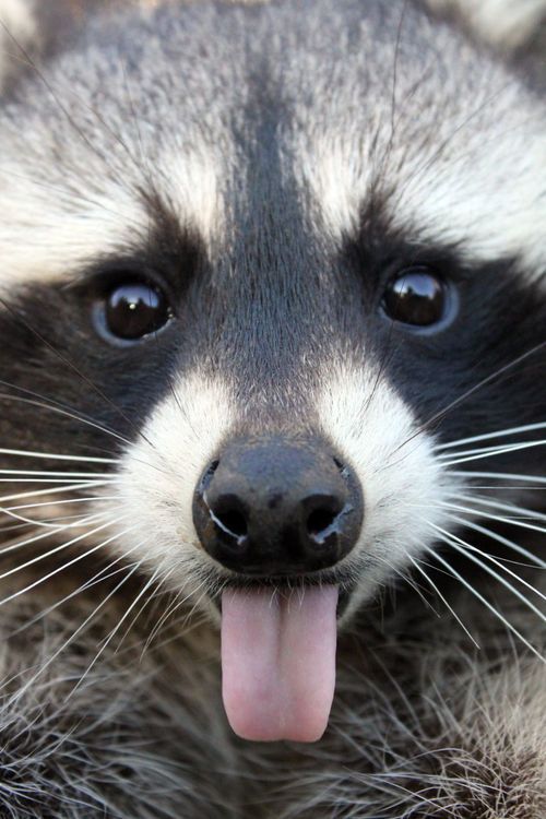라쿤(Racoon) 이미지