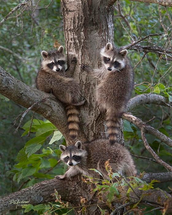 라쿤(Racoon) 이미지