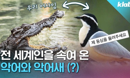 악어새 이미지