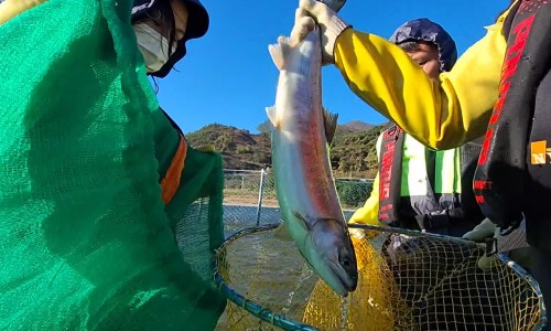 반갑다연어야 이미지