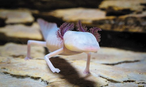 진화주 이미지