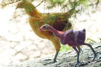 서만통닭 이미지