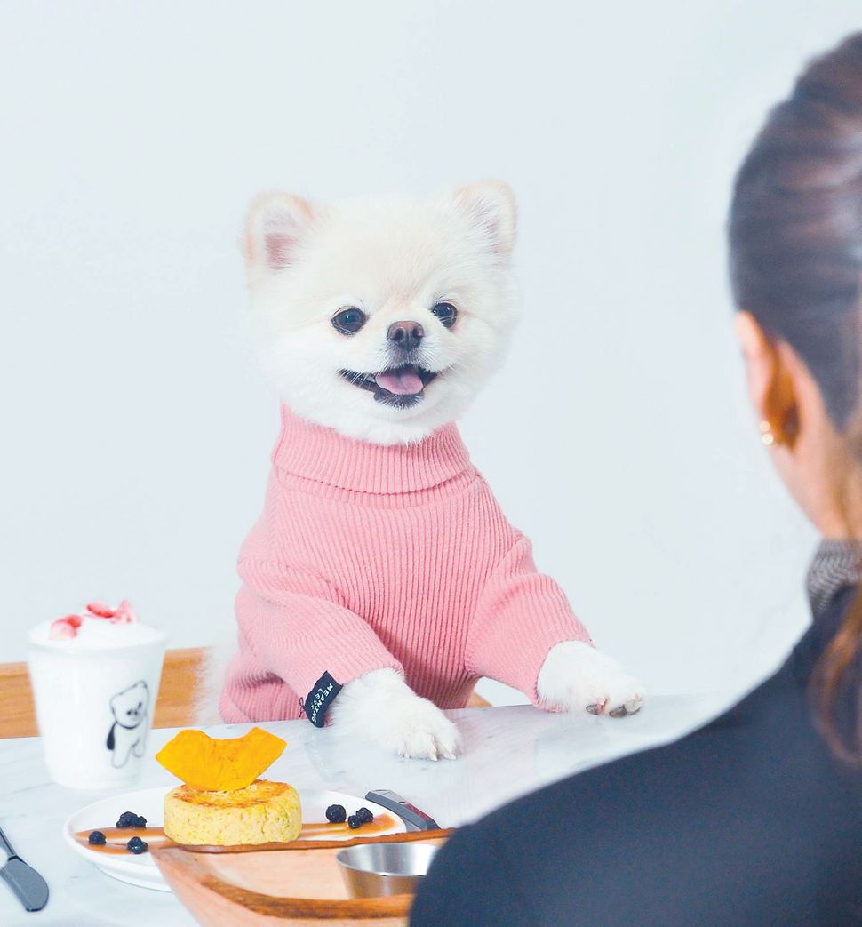 까페치노 이미지