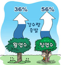 소나무 참나무 숲 이미지
