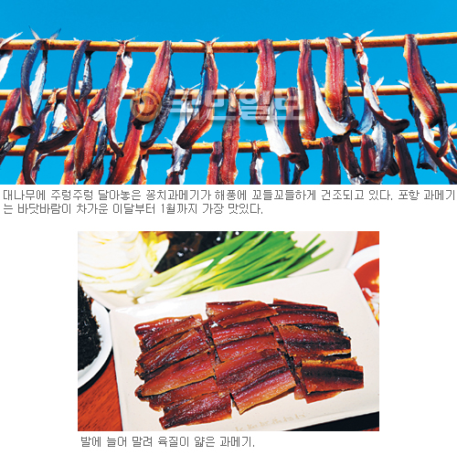 포항과메기 이미지
