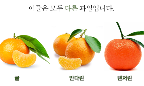 만다린 이미지