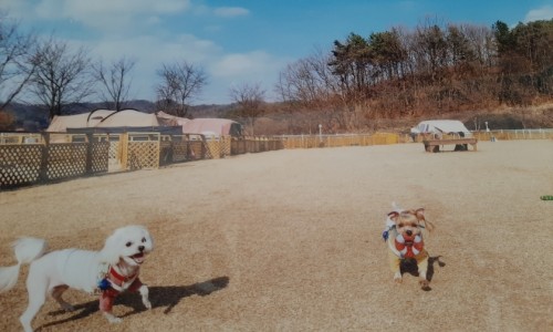 피플앤독힐링캠핑장 이미지
