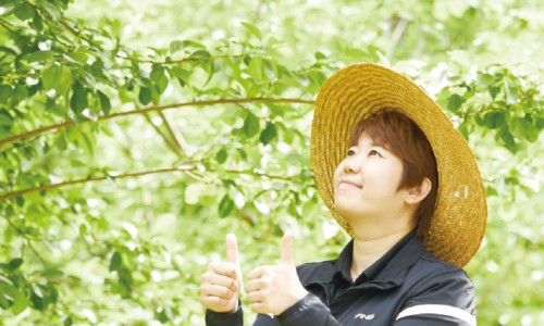 진안꾸지뽕나무 이미지