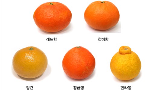금빛푸드 이미지