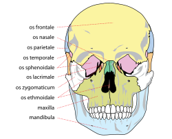 List of Skull and Bones members - Wikipedia