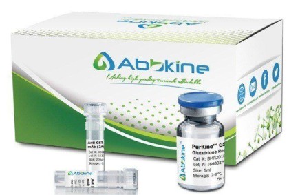 how to test for glutathione levels How Researchers Measure Intracellular Glutathione Levels In Preclinical  Studies