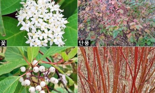 나무더하기 이미지