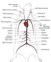 Rat Anatomy Dissection 네이버 블로그