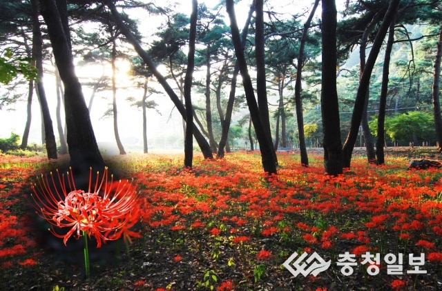 사계절야생화 이미지