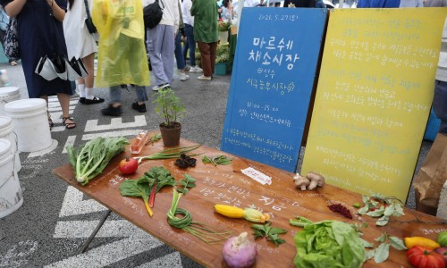 숲단비 이미지