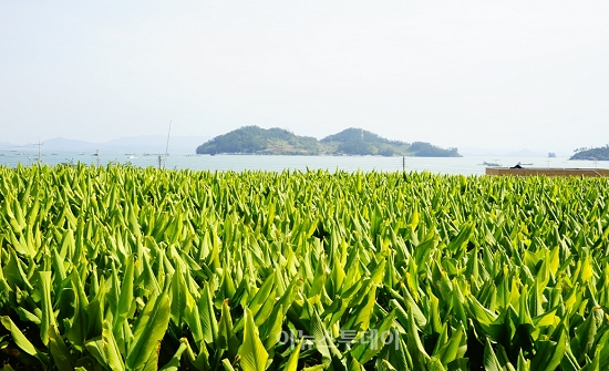 진도울금 이미지