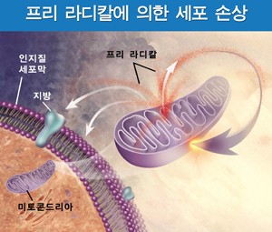 라온식품 이미지