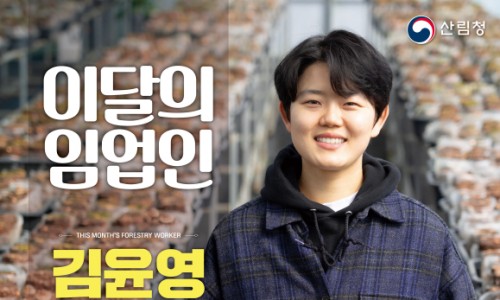 백두표고 이미지