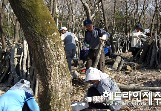 제주영실 표고버섯 이미지