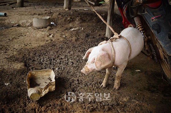 대신축산 이미지