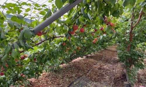 애프리코트(APRICOT) 이미지