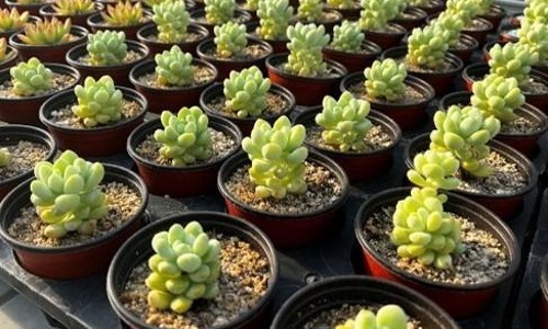 초코통신 이미지