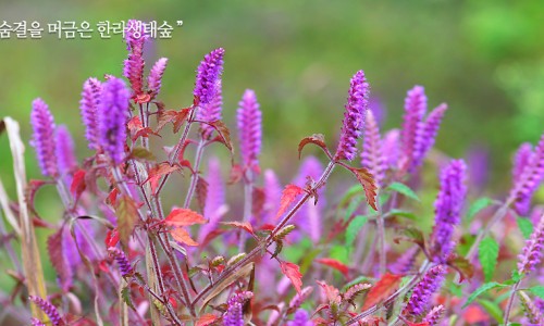 한라생태숲 유아숲체험원 이미지
