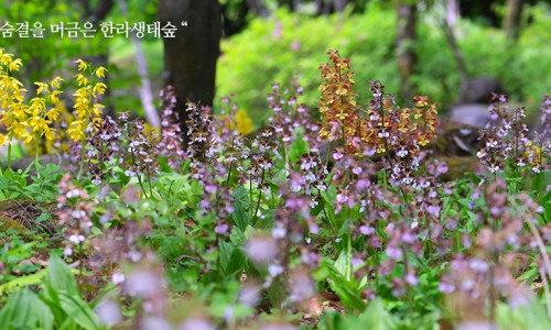 한라생태숲 유아숲체험원 이미지