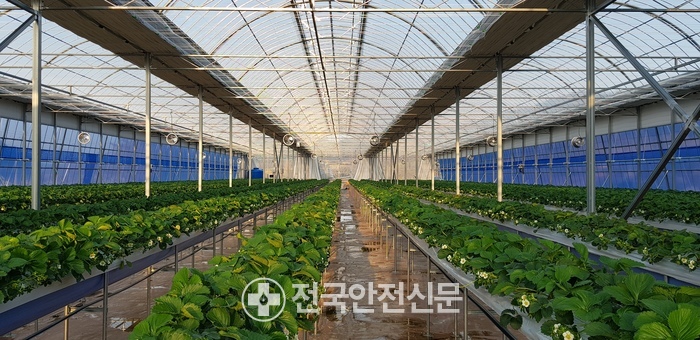 신선채소 이미지