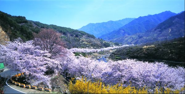 산수애 이미지
