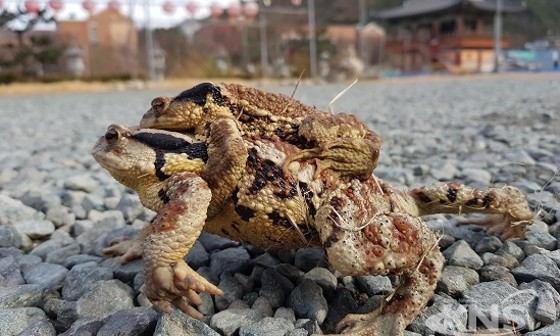 두꺼비통신 이미지