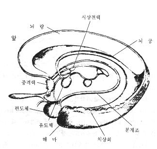 쥐 뇌 해부 다이어그램