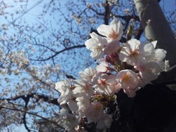 4월17일-꽃잎 위로 ..