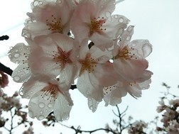 4월17일-꽃잎 위로 ..