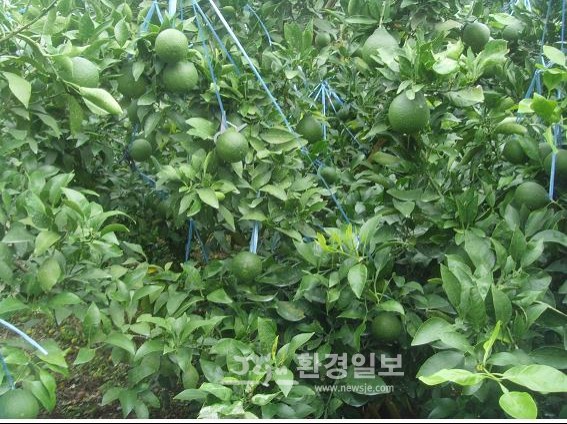 청정제주유통 이미지