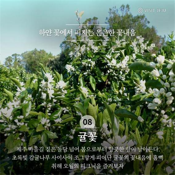 제주초록나무 이미지