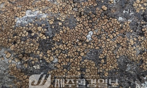백녹담 이미지