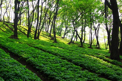 산삼골 이미지
