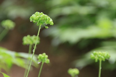 산삼골 이미지