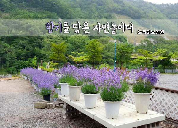 향기놀이터 이미지