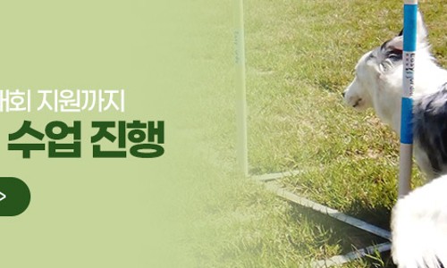 한국동물실용전문학교 이미지