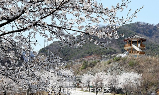 사계절꽃 이미지