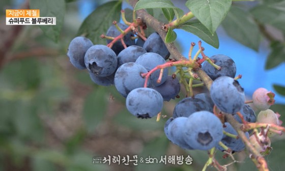 서해푸드 이미지
