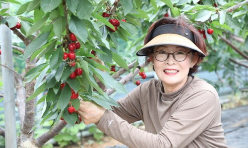 체리사랑농원 이미지